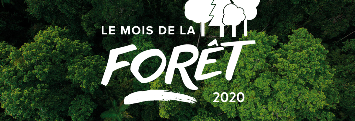 Plantons des arbres en mars : le mois de la forêt !